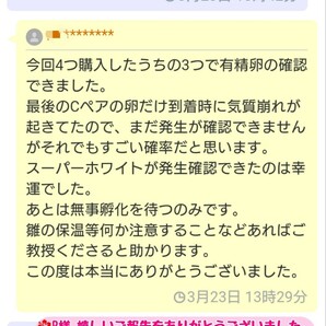 メンフクロウの卵 食用 有精卵《2個》の画像4