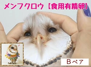 メンフクロウの卵 食用有精卵 《1個》