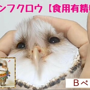 メンフクロウの卵 食用有精卵 《1個》の画像1