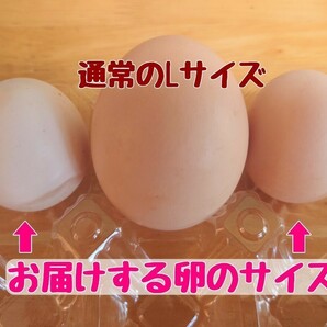 小さい鶏ミックス 食用有精卵・8個の画像3