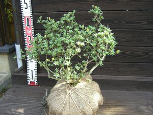 [ variegated flowering aperture stop ] Miyama drill sima azalea [ free shipping ]