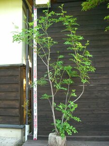  sorbus commixta [ 7 .] large stock .[ free shipping ]