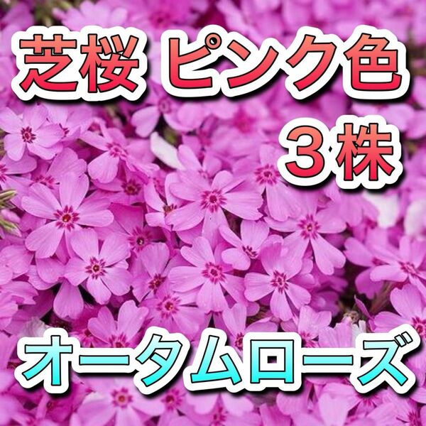 芝桜 オータムローズ ピンク色 地植えの株 根付き 無農薬 グランドカバー おまけつけます！