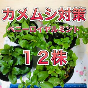 １２株 早いヤマト運輸便 ペニーロイヤルミント 苗 根付 グランドカバー ミント ハーブ 虫除け カメムシ ダニ アリ ノミ 防虫