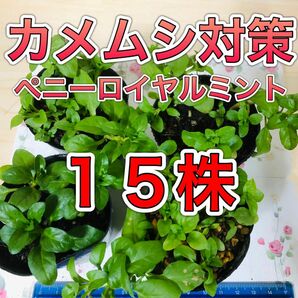 １５株 早いヤマト運輸便 ペニーロイヤルミント 苗 根付 グランドカバー ミント ハーブ 虫除け カメムシ ダニ アリ ノミ 防虫