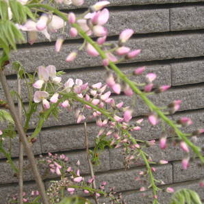 淡いピンク花の藤 【口紅】 樹高約60cm 咲き始めています ①の画像3