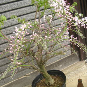 淡いピンク花の藤 【口紅】 樹高約55cm 咲き始めています ②の画像5