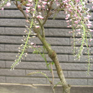 淡いピンク花の藤 【口紅】 樹高約65cm 咲き始めています ⑤の画像4