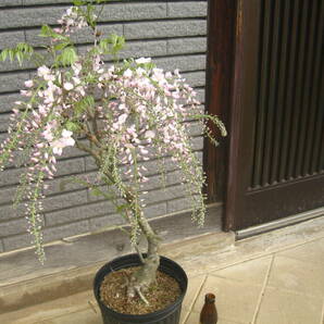淡いピンク花の藤 【口紅】 樹高約65cm 咲き始めています ⑤の画像6