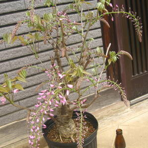 ピンク花の藤 【本紅】 樹高約55cm 咲き始めていますの画像6