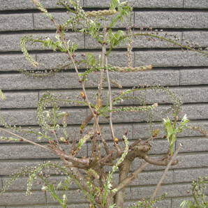 八重咲きの藤 【八重黒龍】 樹高約60cm 花芽付き の画像2