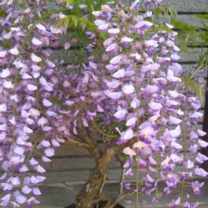 藤 山藤 紫花 樹高約60cm 開花中 ②の画像3