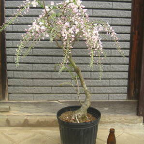淡いピンク花の藤 【口紅】 樹高約65cm 咲き始めています ⑤の画像1