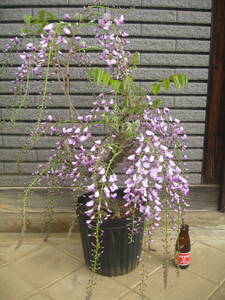  flower .. become longer wistaria [ 9 shaku wistaria ] height of tree approximately 60cm.. start - 