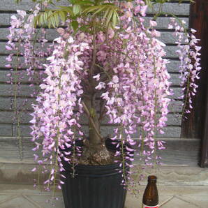 ピンク花の藤 【本紅】 樹高約60cm 咲き始めていますの画像8