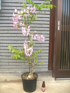珍しい品種の藤　【昭和紅藤】　樹高約1m　花の色はピンク　