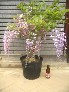  variegated flowering wistaria height of tree approximately 60cm pink & purple 
