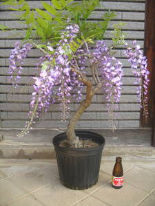 藤　山藤　紫花　樹高約65cm　開花中　④