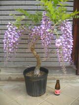 藤　山藤　紫花　樹高約65cm　開花中　④_画像2