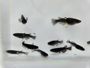 【保障2匹付き】 メダカ オロチ 稚魚10匹 生体 種類 めだか 成魚 幹之 セット 水草 ラメメダカ ダルマメダカ 餌