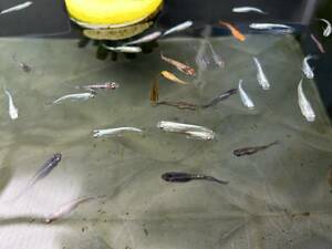 【保障2匹付き】 メダカ ミックス 稚魚20匹 生体 種類 めだか 成魚 幹之 セット 水草 ラメメダカ ダルマメダカ 餌 高級 販売 水槽 ビ