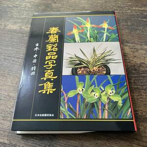 K-2711# spring orchid . goods photoalbum Japan * China * Korea # Japan tradition gardening association #