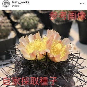 33 自家採取種子 10粒 コピアポア コラレンシス Copiapoa corralensis PHA2509 検索 @Leafy works 黒王丸