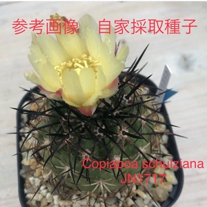 19 自家採取種子 10粒 コピアポア シュルツィアーナ Copiapoa schulziana JN1717 検索 @Leafy works 黒王丸