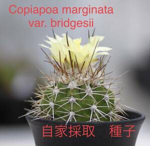 29 自家採取種子 10粒 コピアポア ブリドゲシー Copiapoa marginata v. bridgesii 検索 @Leafy works 黒王丸