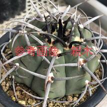 35 自家採取種子 20粒 強刺スーパーバッテリー Gymnocalycium vatteri 検索 @Leafy works 黒王丸_画像2