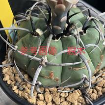 36 自家採取種子 20粒 強刺スーパーバッテリー Gymnocalycium vatteri 検索 @Leafy works 黒王丸_画像3