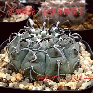 39 自家採取種子 20粒 狂刺バッテリー Gymnocalycium vatteri 検索 @Leafy works 黒王丸