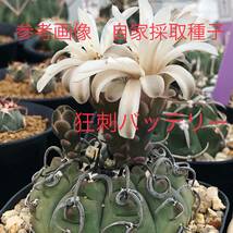 39 自家採取種子 20粒 狂刺バッテリー Gymnocalycium vatteri 検索 @Leafy works 黒王丸_画像2