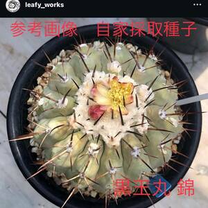 1７ 自家採取種子 10粒 黒王丸 錦 コピアポア シネレア Copiapoa cinerea v. variegata 検索 @Leafy works 黒王丸