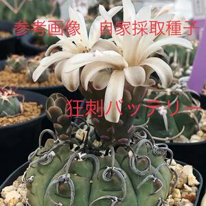 39 自家採取種子 20粒 狂刺バッテリー Gymnocalycium vatteri 検索 @Leafy works 黒王丸