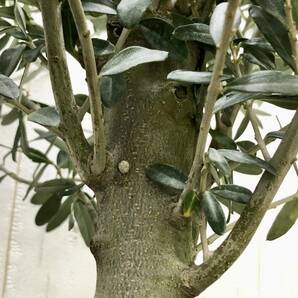 盆栽 玉仕立て オリーブの木 シプレッシーノ souju 81の画像8