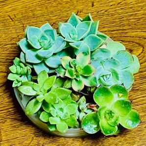 多肉植物 多肉カット盛合せ ((現品!!)) エケベリア多肉植物 お任せ 盛合せ カット苗