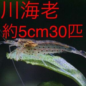 【川海老】約5cm30匹ヤマトヌマエビ★北海道・沖縄への発送は休止中です★