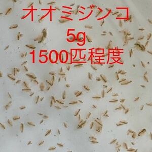 【雪月風花】5gオオミジンコ・発泡スチロール配送★タマミジンコ代替★メダカ・金魚稚魚の餌に★らんちゅう★ウーパールーパー