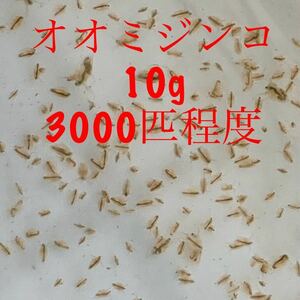 【雪月風花】10gオオミジンコ・発泡スチロール配送★タマミジンコ代替★メダカ・金魚稚魚の餌に★らんちゅう★ウーパールーパー