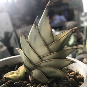 ☆希少☆Sansevieria rorida mutant var. サンセベリア ロリダ 変異種 斑入り 子株付き サンスベリアの画像2