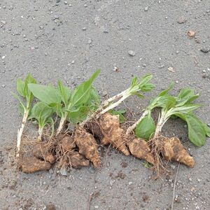 菊芋の苗 8本 以上 無農薬