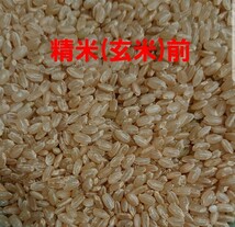 送料込み 令和5年産 高知県産 新米コシヒカリ 玄米20㎏(袋込み)_画像5