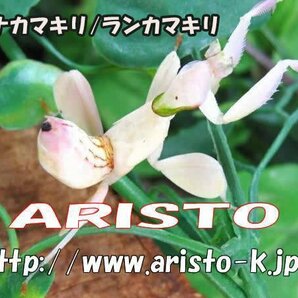 ハナカマキリ幼虫  ♂2センチ前後♀2.5センチ前後・WD・大人気!昆虫販売アリストの画像1