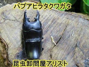 　パプアヒラタクワガタ　♂45ミリ♀25ミリ・ARFAK・昆虫販売アリスト・WD・成虫・1円