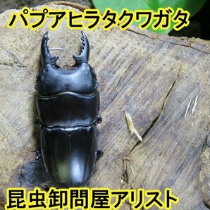  パプアヒラタクワガタ ♂45ミリ♀25ミリ・ARFAK・昆虫販売アリスト・WD・成虫・1円の画像1