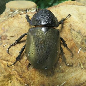 NO3 アトラスオカブト ♂58ミリ♀54ミリ・(Nias Island)・WD・成虫・カブトムシ販売アリスト・1円の画像2