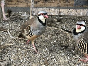 イワシャコの食用有精卵 10個 種卵 キジ 雉 鶏 ニワトリ キンケイ