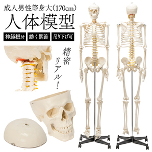 【展示品・美品】等身大 人体模型 170cm 神経根有り 全身骨格模型 骨格標本 骸骨模型 人骨模型 骨格模型 ガイコツ 靭帯 全身模型の画像1