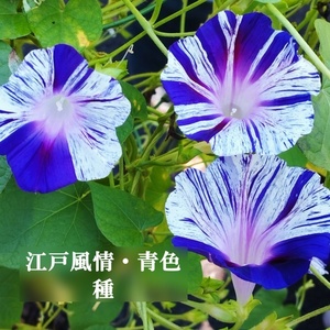 春まき花の種　あさがお「江戸風情・青系」20粒　変化あさがお　一年草